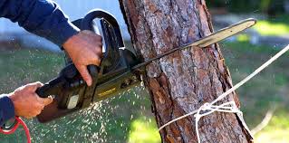 How Our Tree Care Process Works  in  Ogden, UT