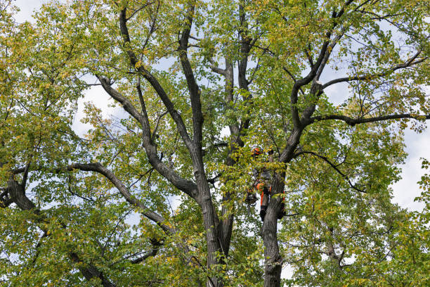 Leaf Removal in Ogden, UT